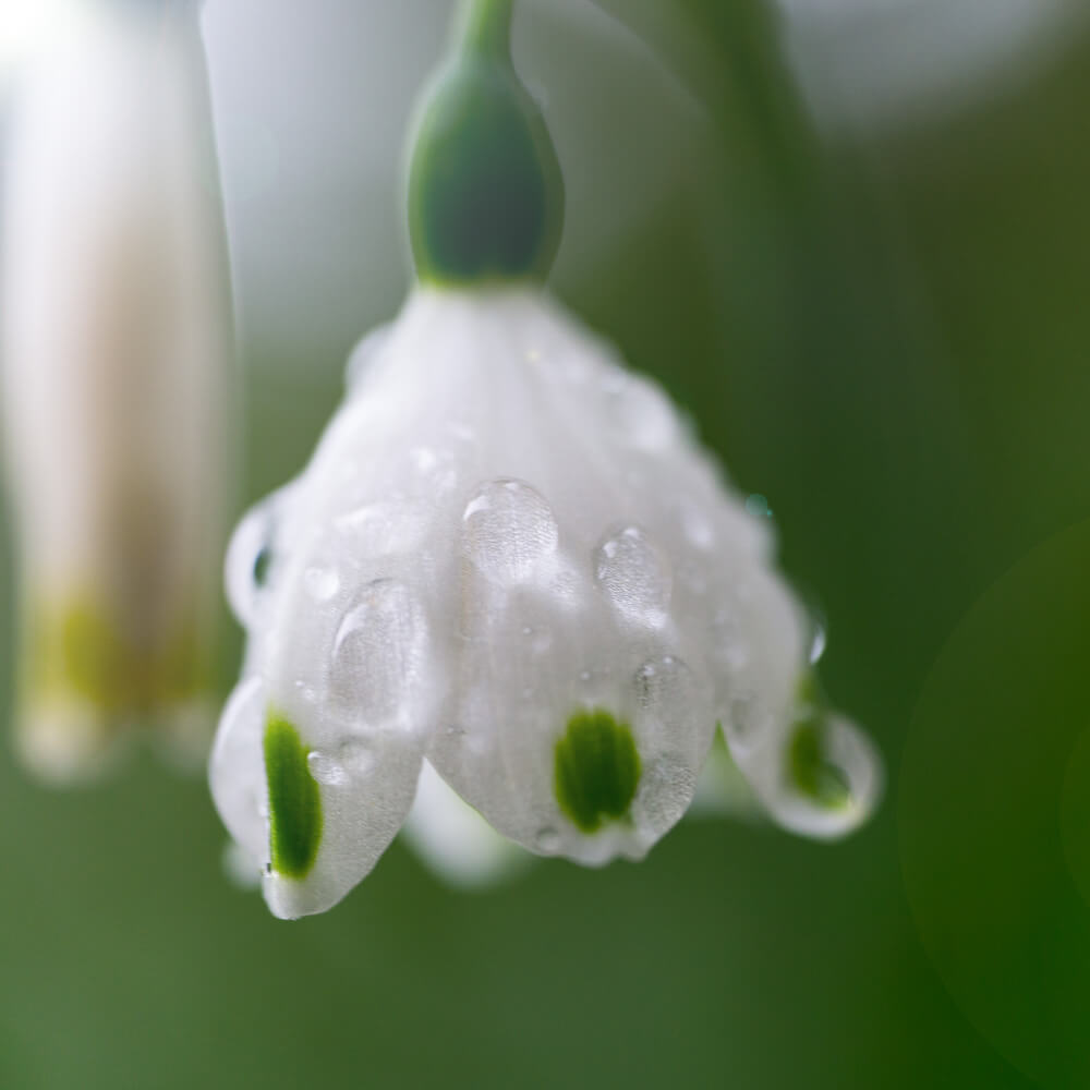 屋久島の花、雨の雫　オーダーメイドジュエリーのモチーフ