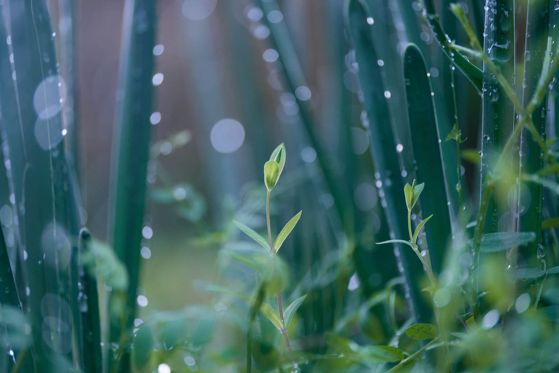 屋久島雨上がりの風景　しずく　屋久島日々の暮らしとジュエリー　オーダーメイドマリッジリングのインスピレーション