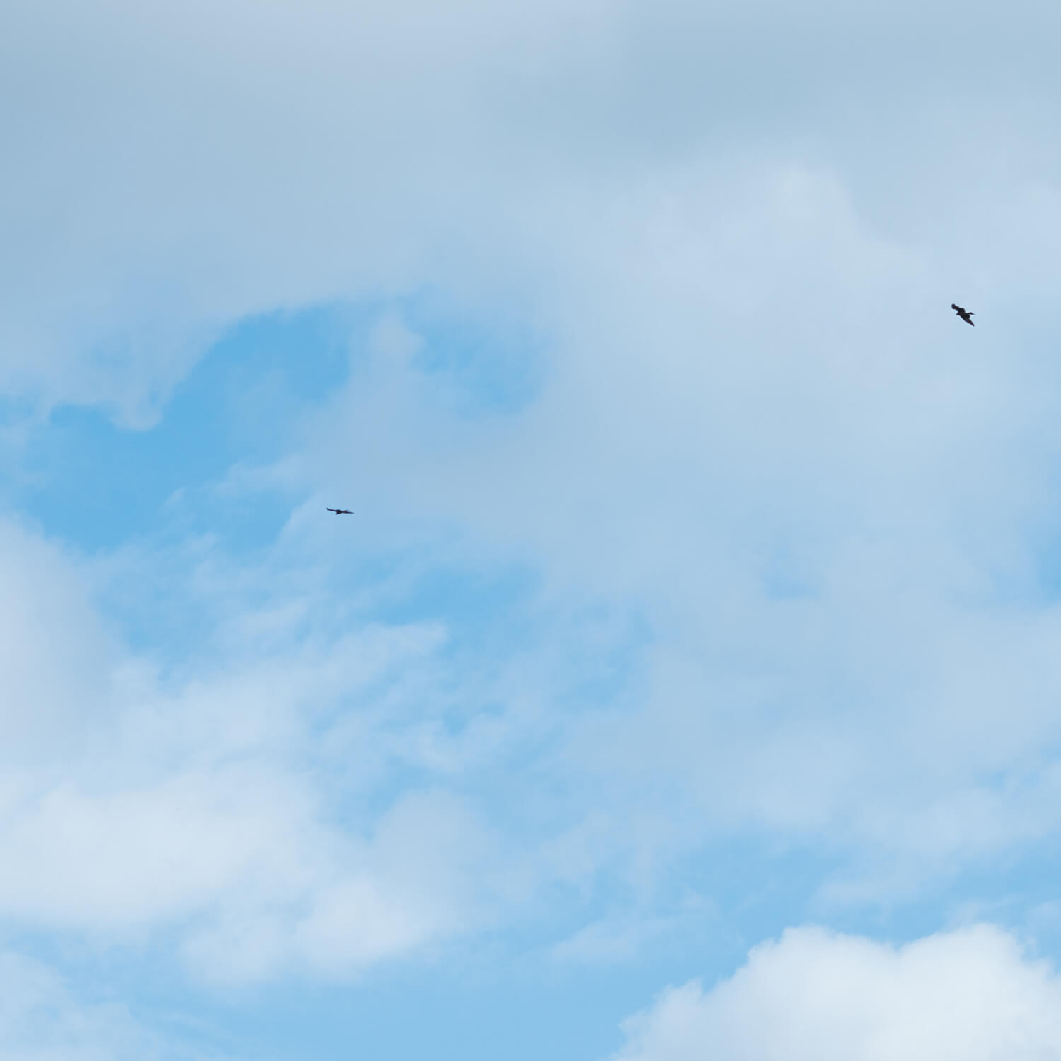 屋久島の空、鳥　屋久島日々の暮らしとジュエリー　オーダーメイドマリッジリングのインスピレーション