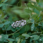 オーダーメイドエンゲージリング　屋久島の緑バック　屋久島水のイメージ　プラチナ、ダイヤモンド　屋久島でつくる結婚指輪