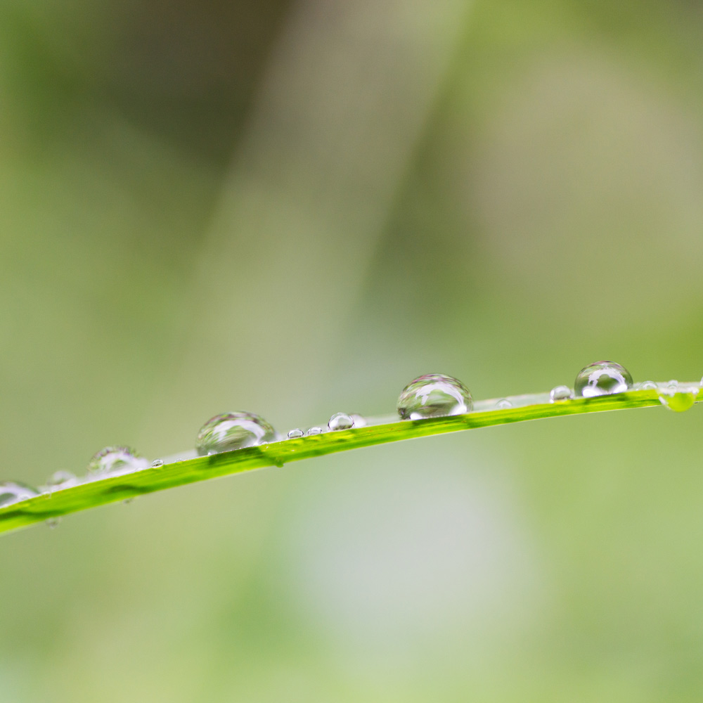 屋久島　植物に宿る雨のしずく
