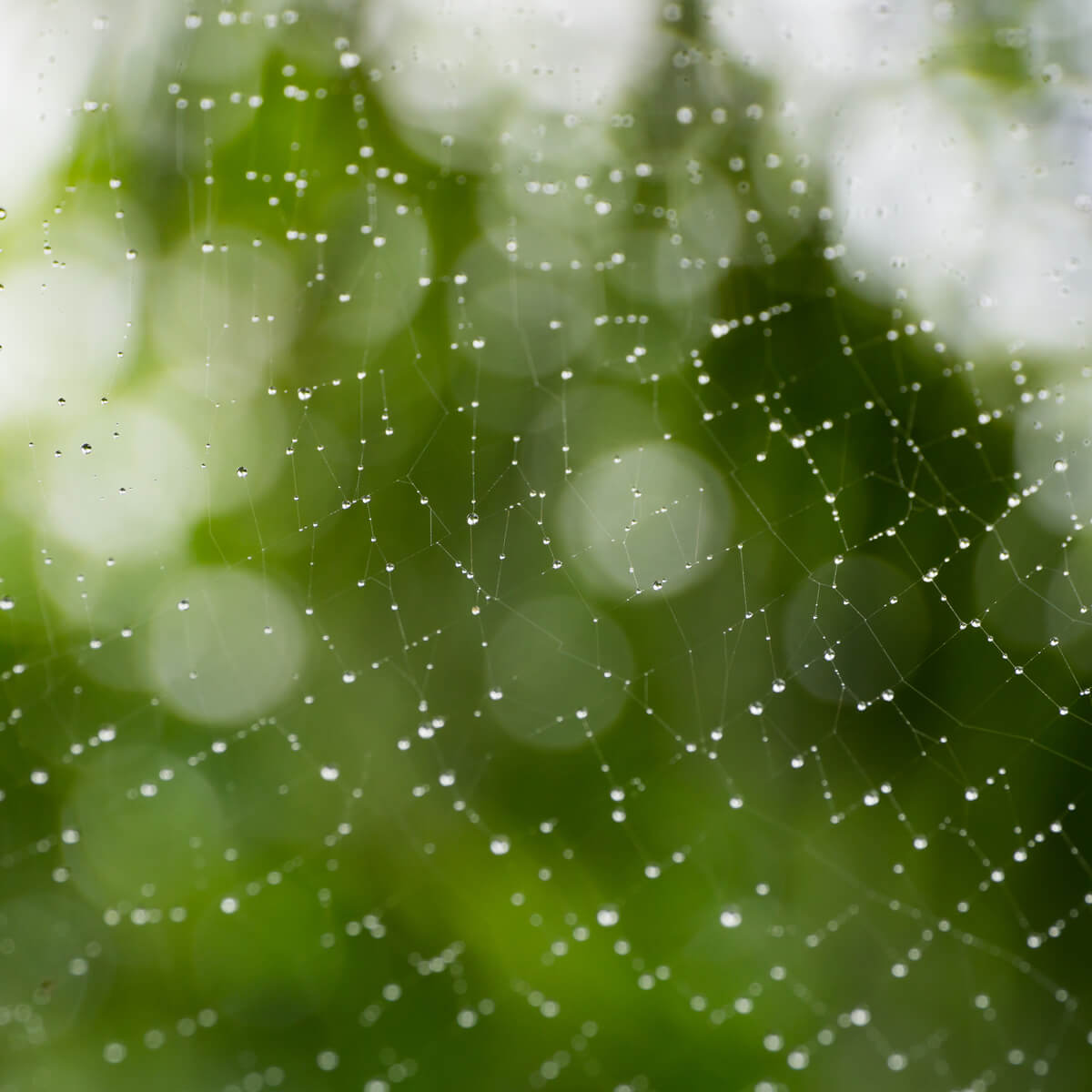 蜘蛛の巣　屋久島雨のしずく　木漏れ日　屋久島日々の暮らしとジュエリー　オーダーメイドジュエリーのモチーフ