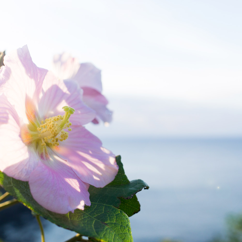 屋久島の花と海　朝日を浴びて