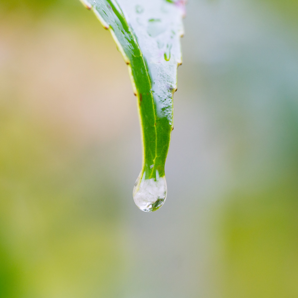 屋久島、葉っぱに宿る雨の雫　オーダーメイドジュエリーのモチーフ　　