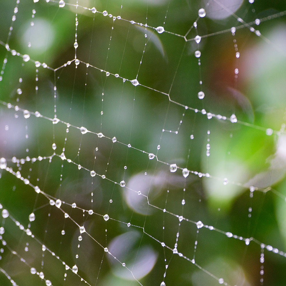蜘蛛の巣に雨の雫　屋久島の雨　オーダーメイドジュエリーのモチーフ