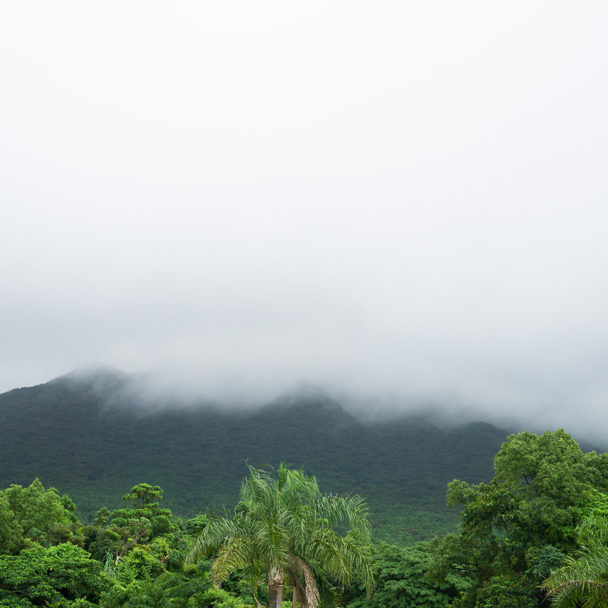 屋久島の山々、雨　屋久島雨とジュエリー　オーダーメイドマリッジリングのインスピレーション