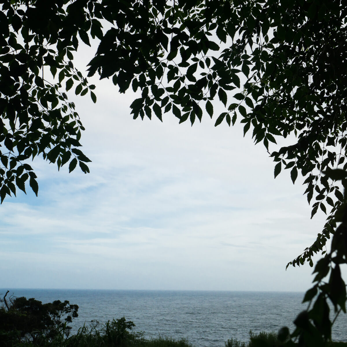 木々の向こうに見える屋久島の海　屋久島海とジュエリー　オーダーメイドマリッジリングのモチーフ
