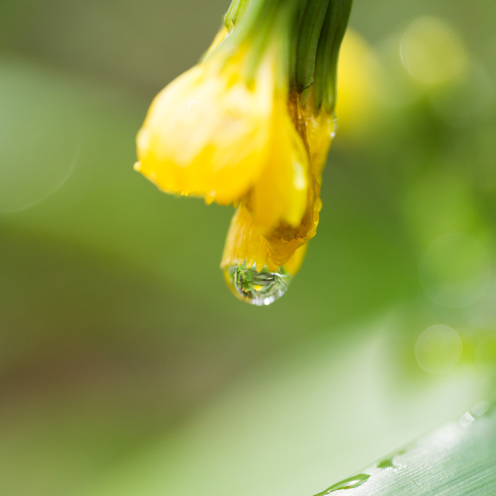 屋久島雨の雫、お花に宿る　ハンドメイドジュエリーのモチーフ