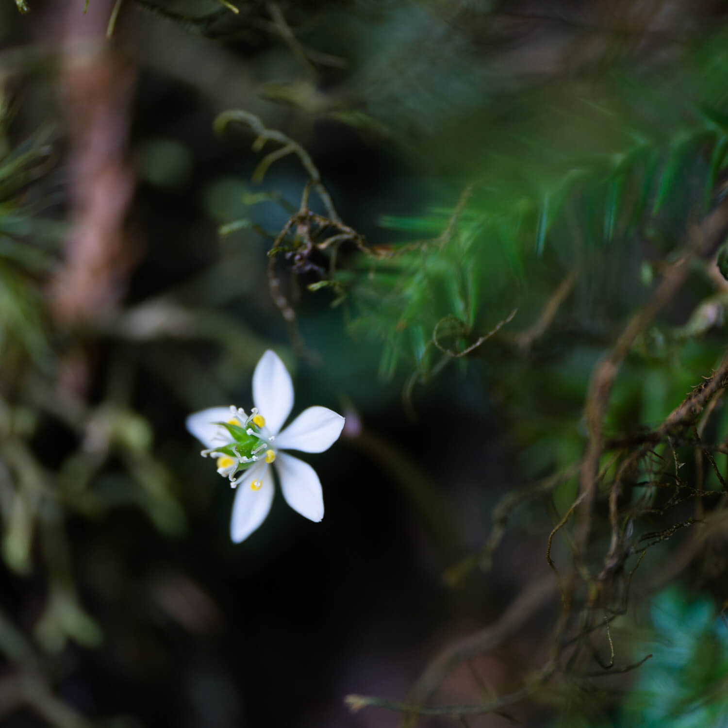 結婚10周年にジュエリーを 屋久島の森に咲く白い小花をかたどってダイヤモンドリングを作りました 屋久島 ジュエリー オーダーメイドのマリッジリング 結婚 婚約指輪 制作 Kei Nakamura Jewellery Blog