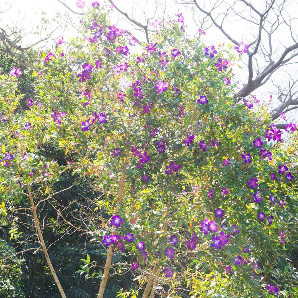 屋久島の花