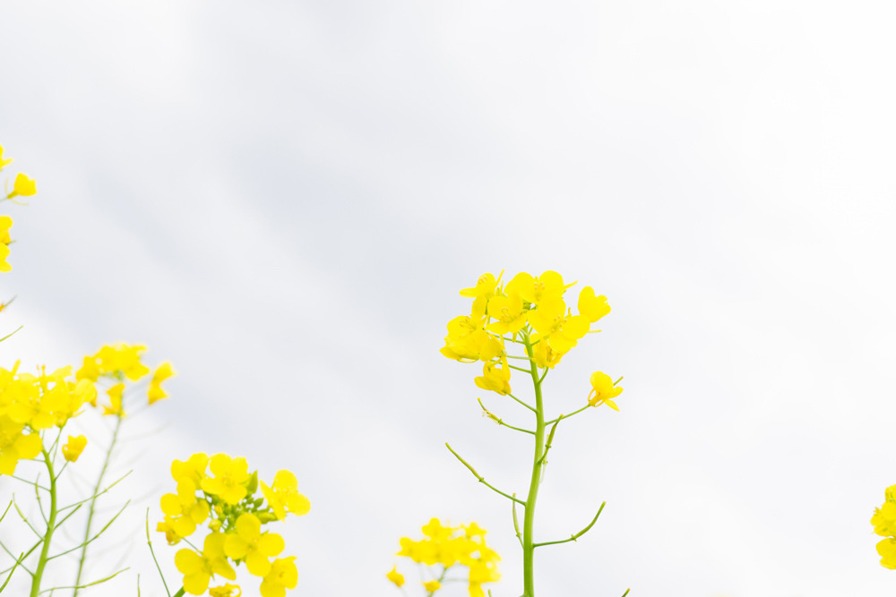 屋久島の菜の花と空