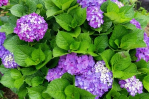 屋久島の紫陽花